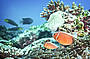 Fish hiding amongst the corals