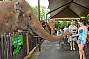 Elephant feed