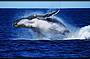 Brisbane Whale Watching - Brisbane Transfers included