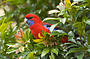 Two Day Great Ocean Road & Phillip Island Wildlife Adventure with Koala Photo