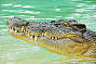 Croc
