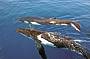 Whale pod 