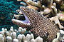 3 Day Cod Hole and Ribbon Reefs Dive Trip - Ocean View Standard