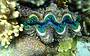 Amazing marine life