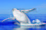 Whale Watching - PM Cruise