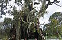 Herbigs Tree
