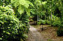 TRANQUILL RAINFOREST TRACKS