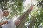 Rainforest, Views & Montville Day Tour Inc. Lunch